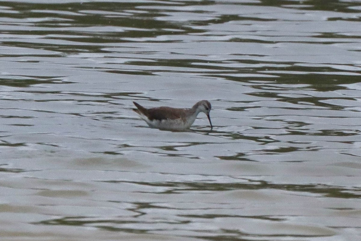 Wilson's Phalarope - ML610561925