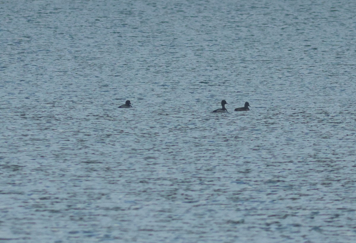 Ring-necked Duck - ML610562020