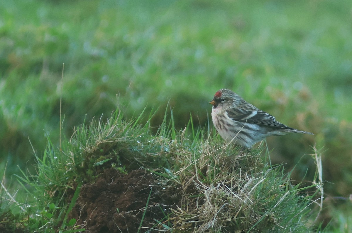 Common Redpoll - Peter Alfrey