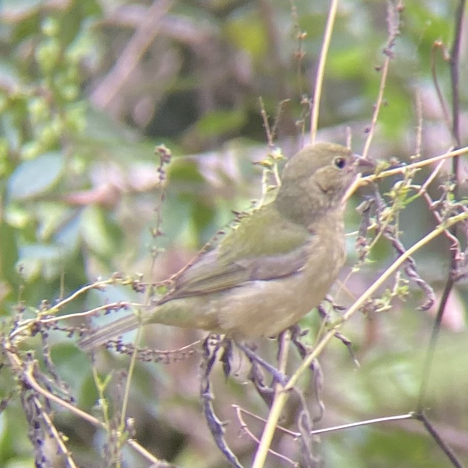 Painted Bunting - ML610562045