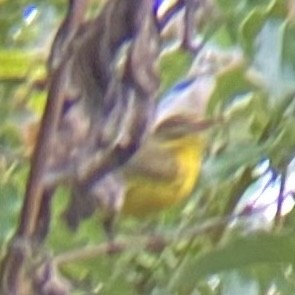 Prairie Warbler - ML610562056