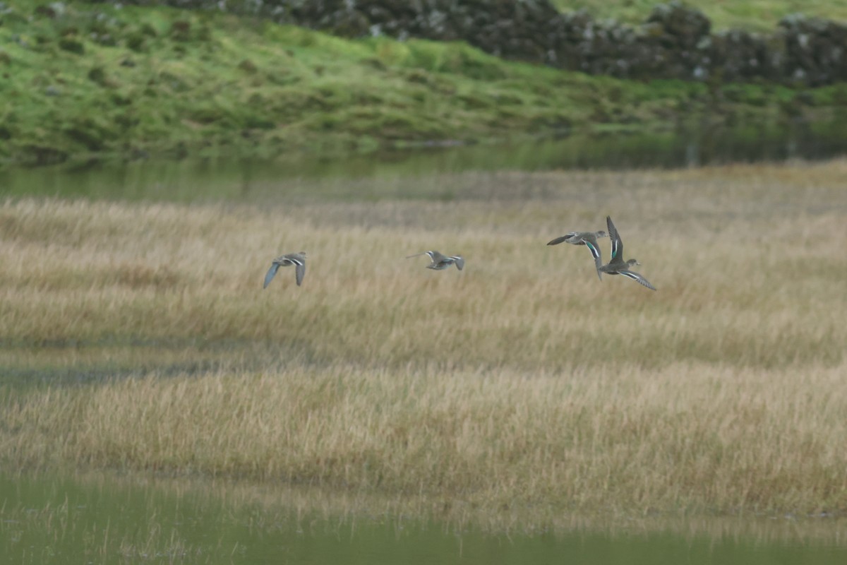 Green-winged Teal - Peter Alfrey