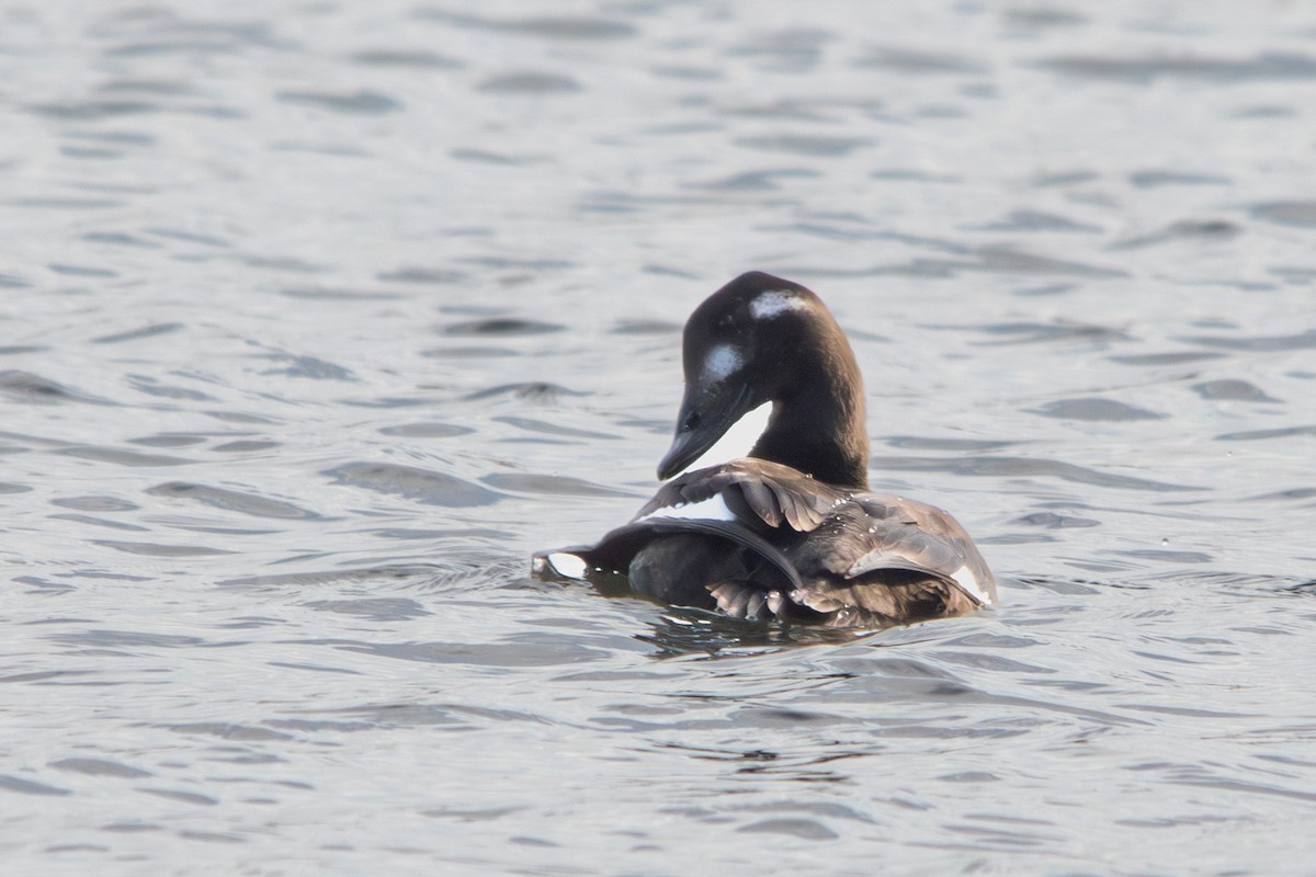 White-winged Scoter - ML610562237