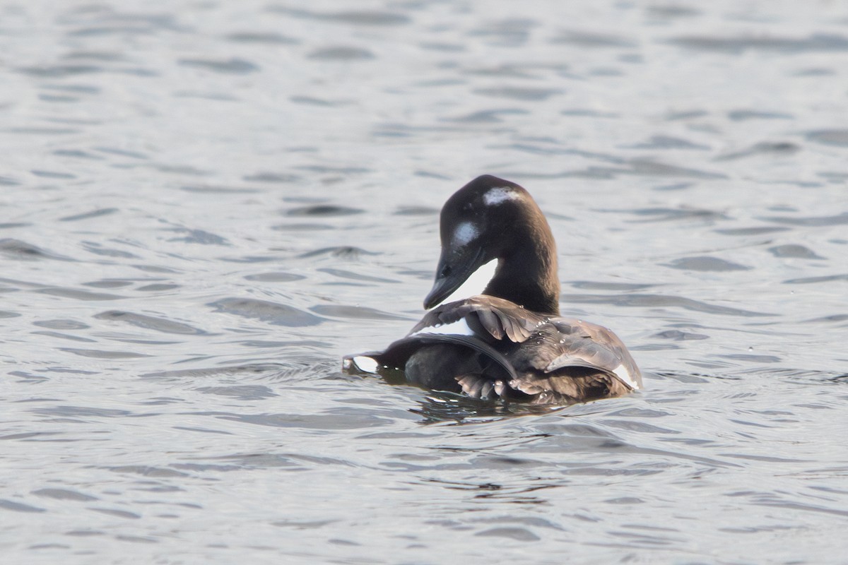 White-winged Scoter - Clinton S. Boyd