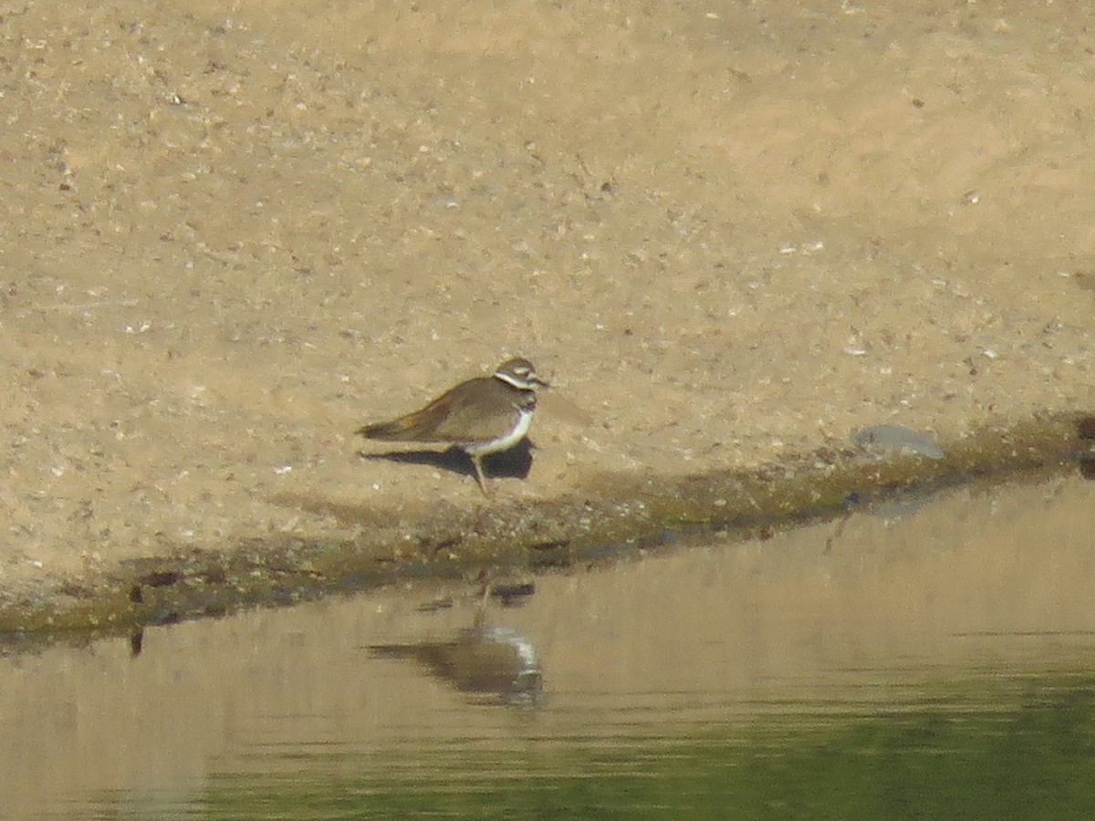 Killdeer - ML610562238