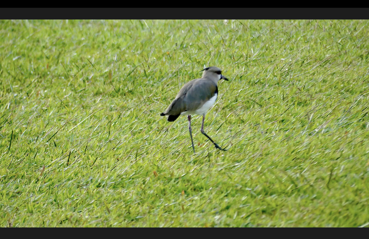 Southern Lapwing - ML610562247