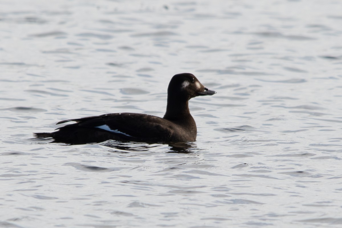 White-winged Scoter - ML610562279