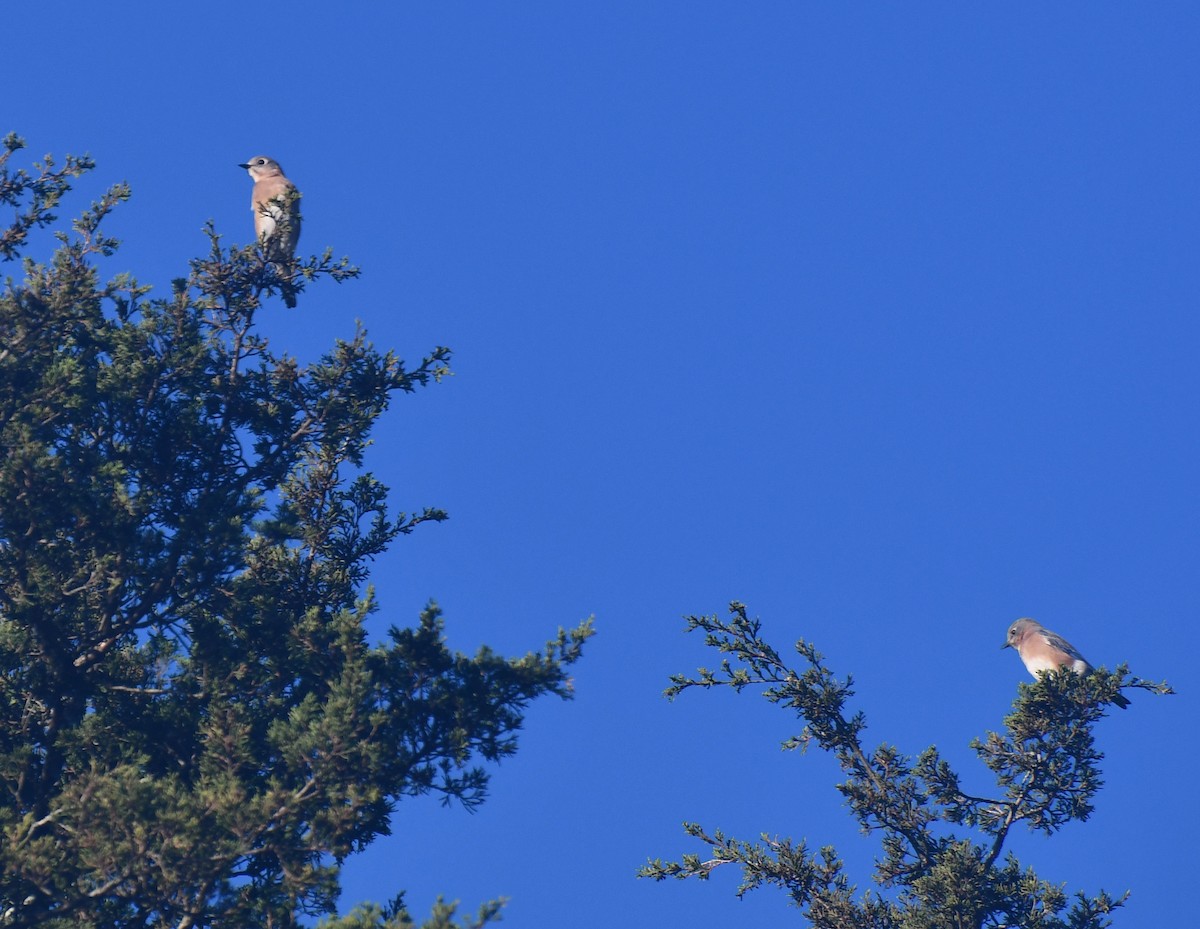 Eastern Bluebird - ML610562282