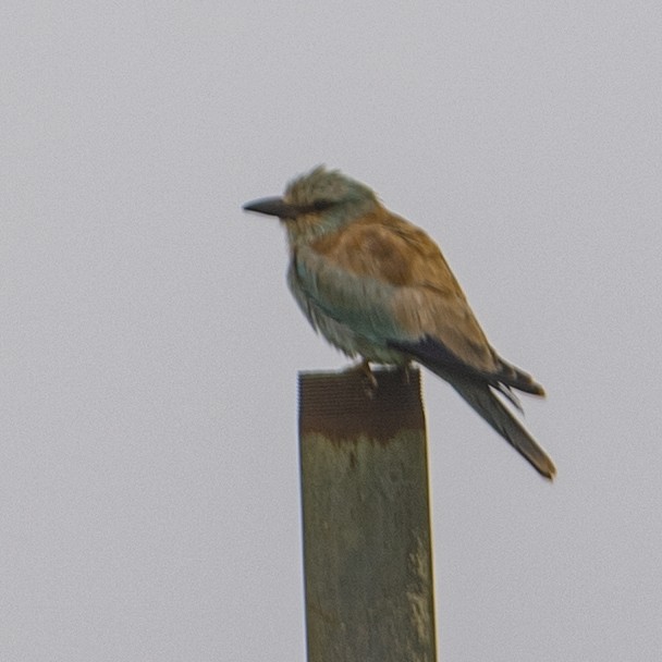 Ghiandaia marina - ML610562312