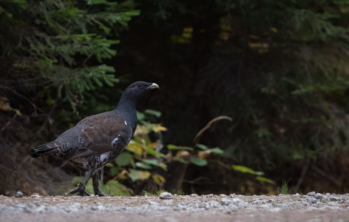 Western Capercaillie - ML610562349