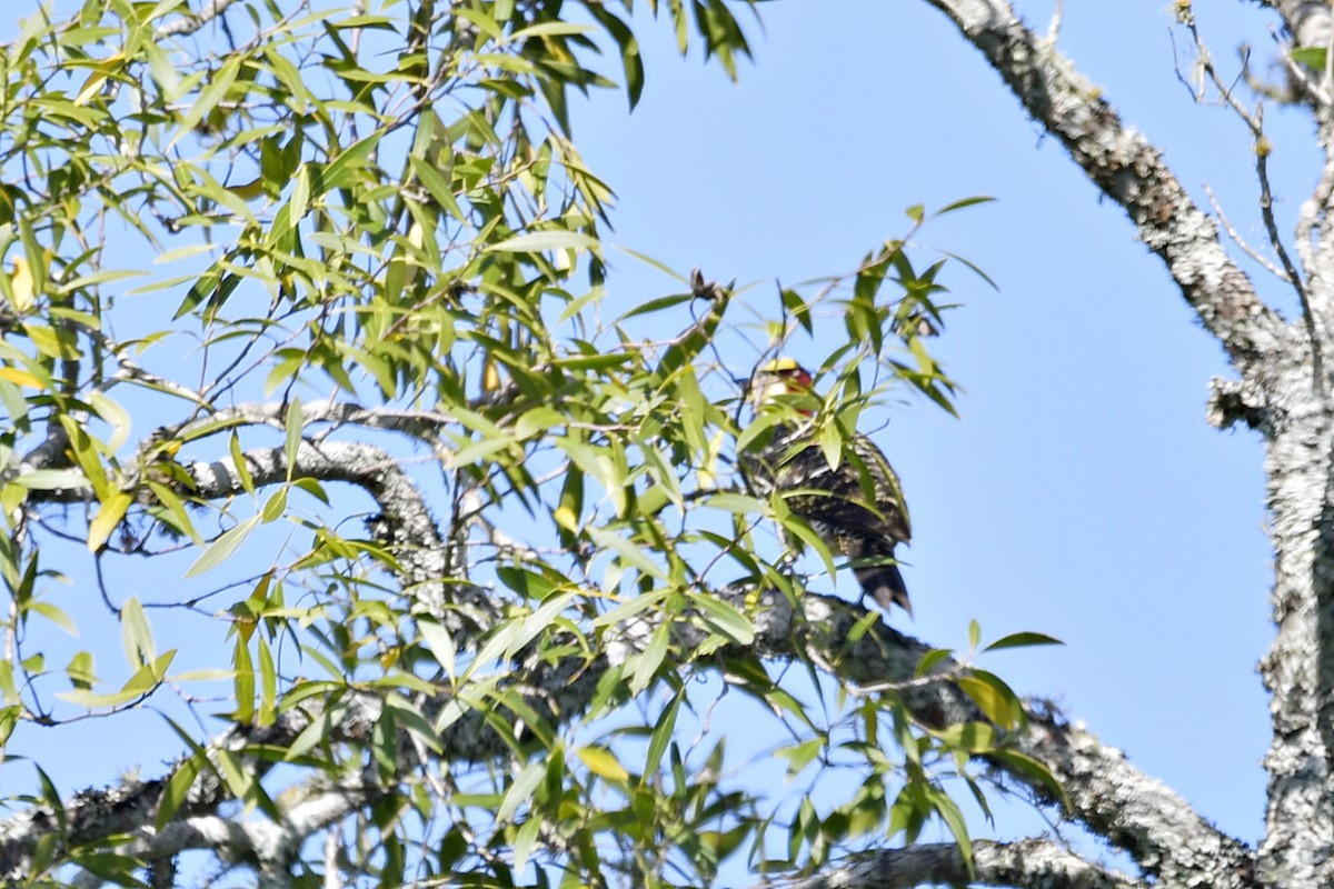 Green-barred Woodpecker - Marcelo Cuadrado