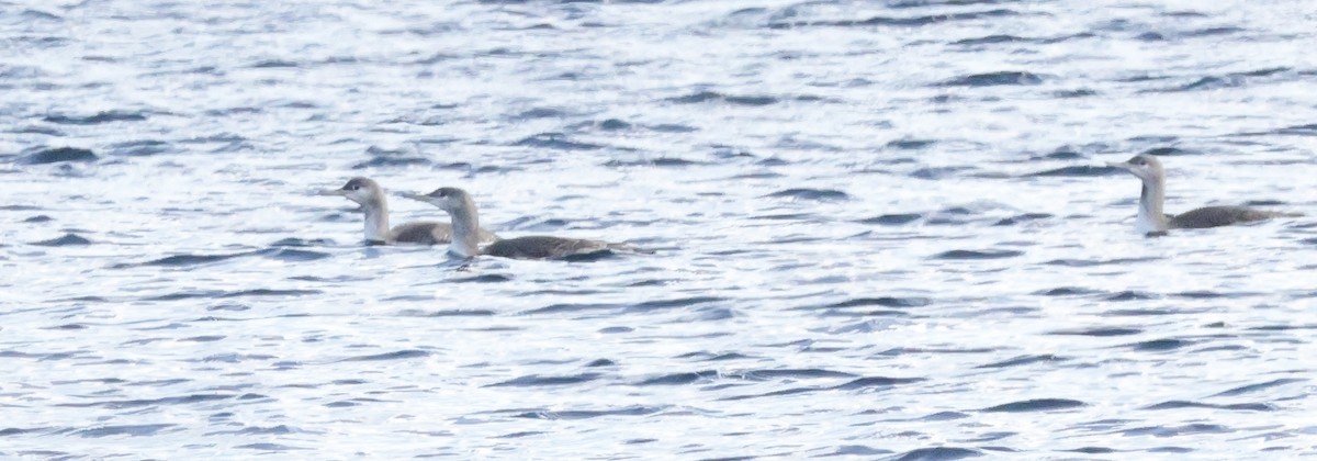 Red-throated Loon - ML610562466