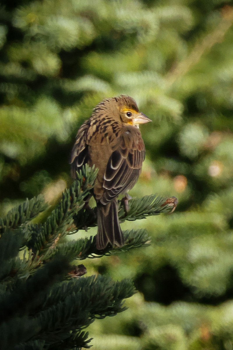 Dickcissel - ML610562468