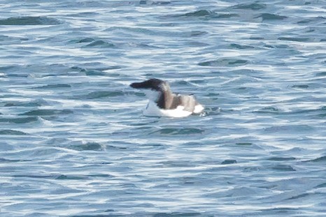 Razorbill - Glenn Mitchell