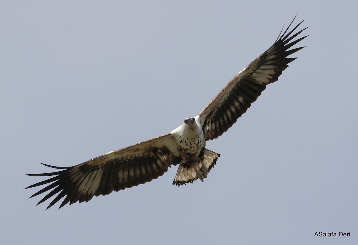 African Fish-Eagle - ML610562568