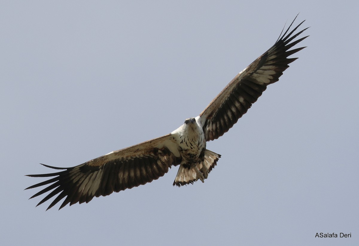 עיטם אפריקני - ML610562568