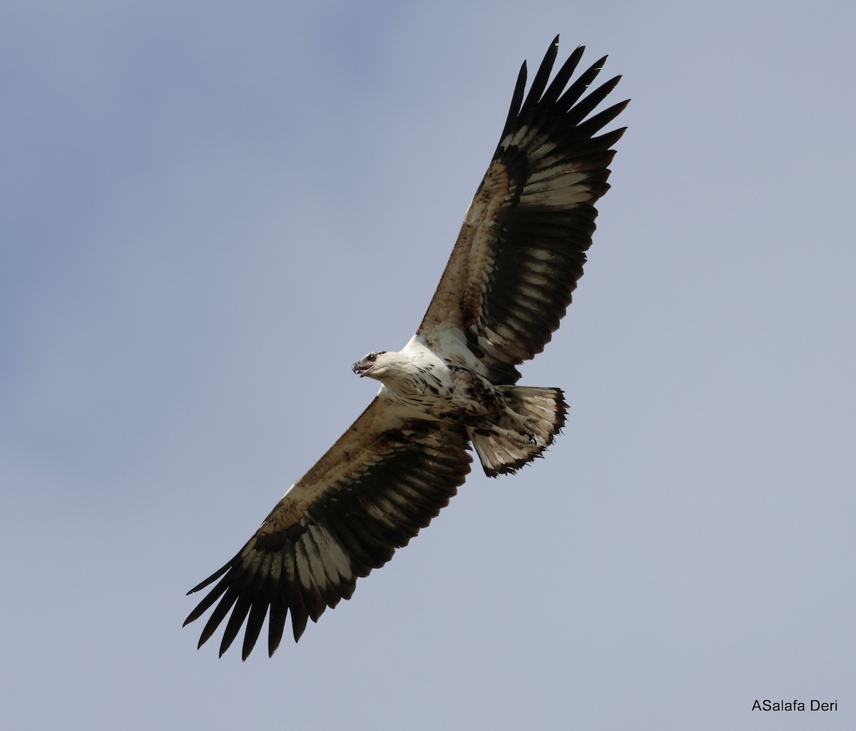 African Fish-Eagle - ML610562569