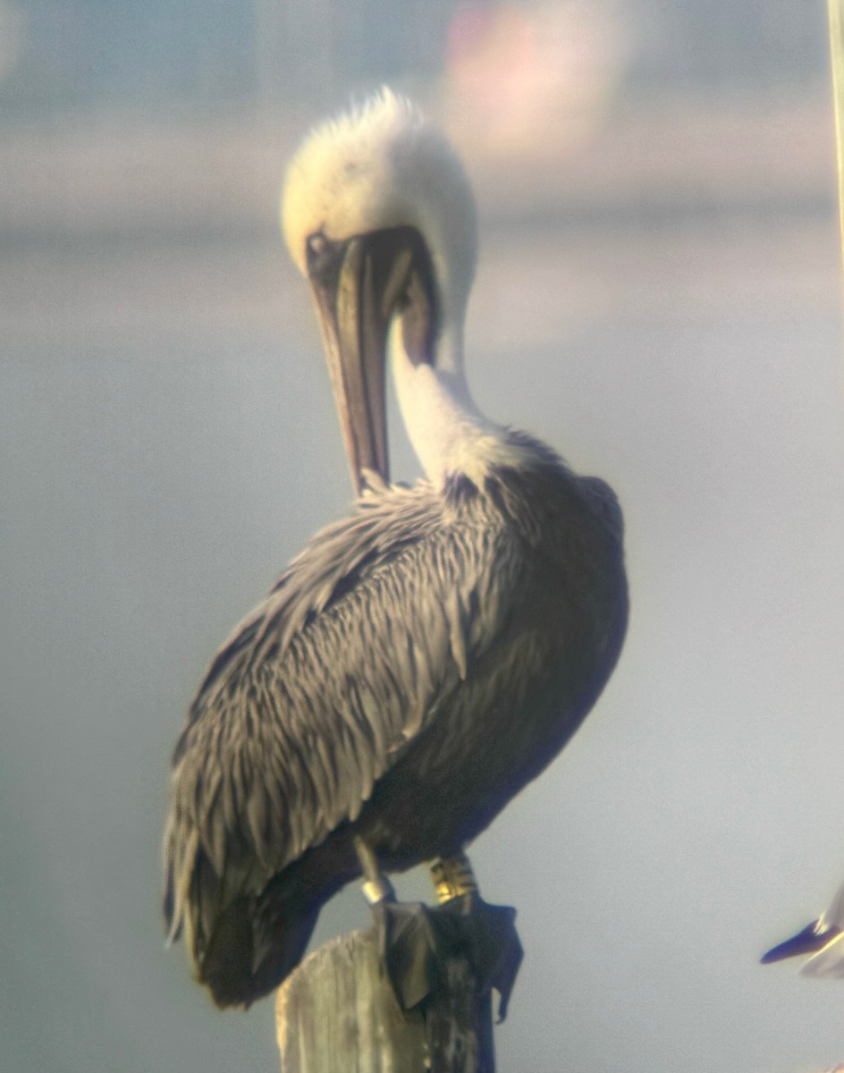 Brown Pelican - ML610562806