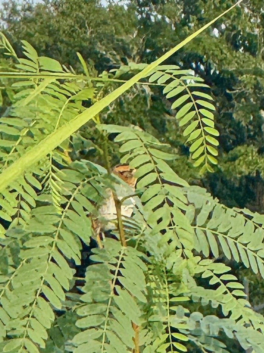 Nelson's Sparrow - ML610562811