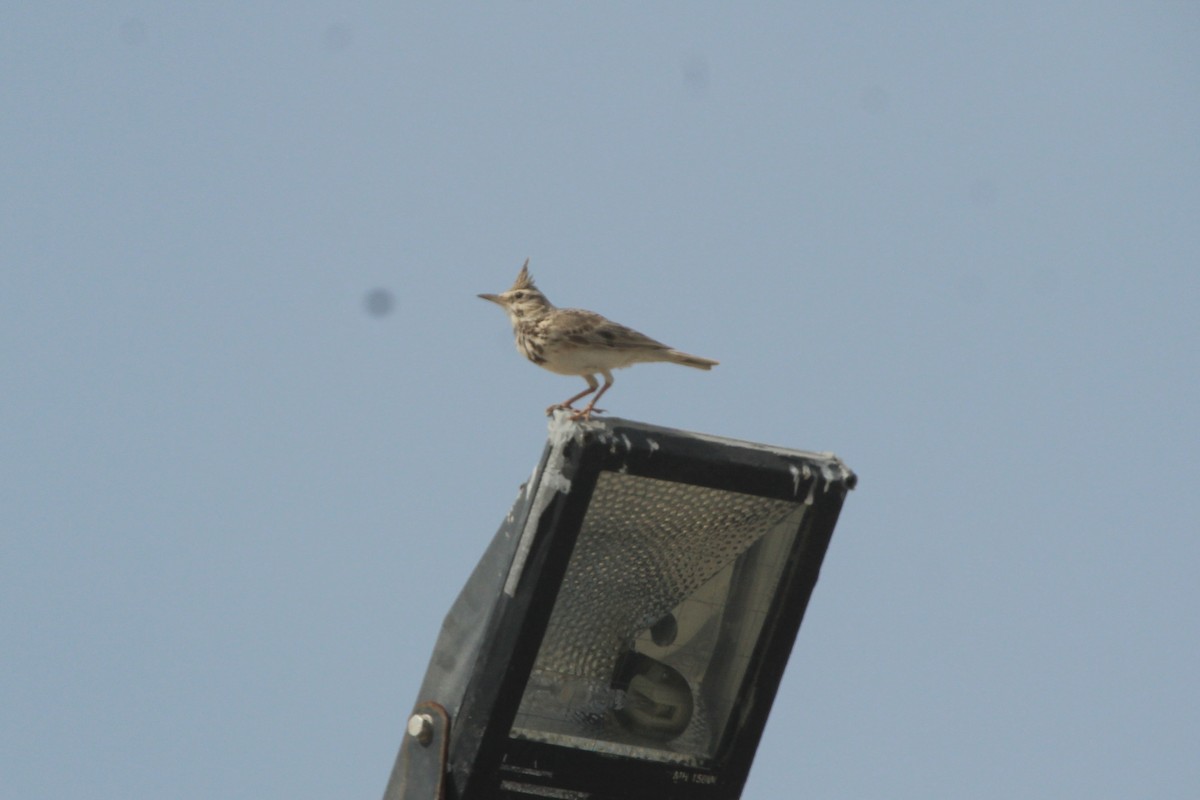 Crested Lark - ML610562816