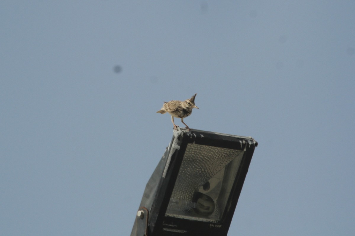 Crested Lark - ML610562822