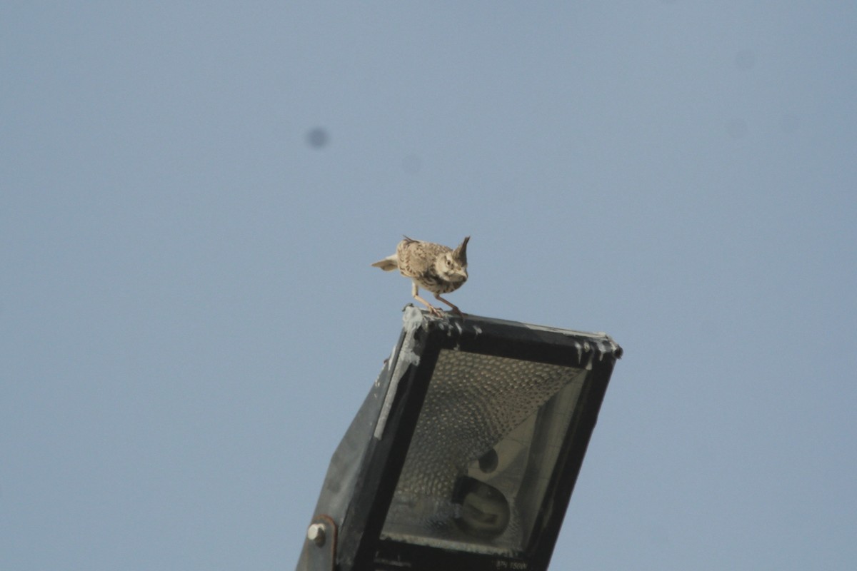 Crested Lark - ML610562823