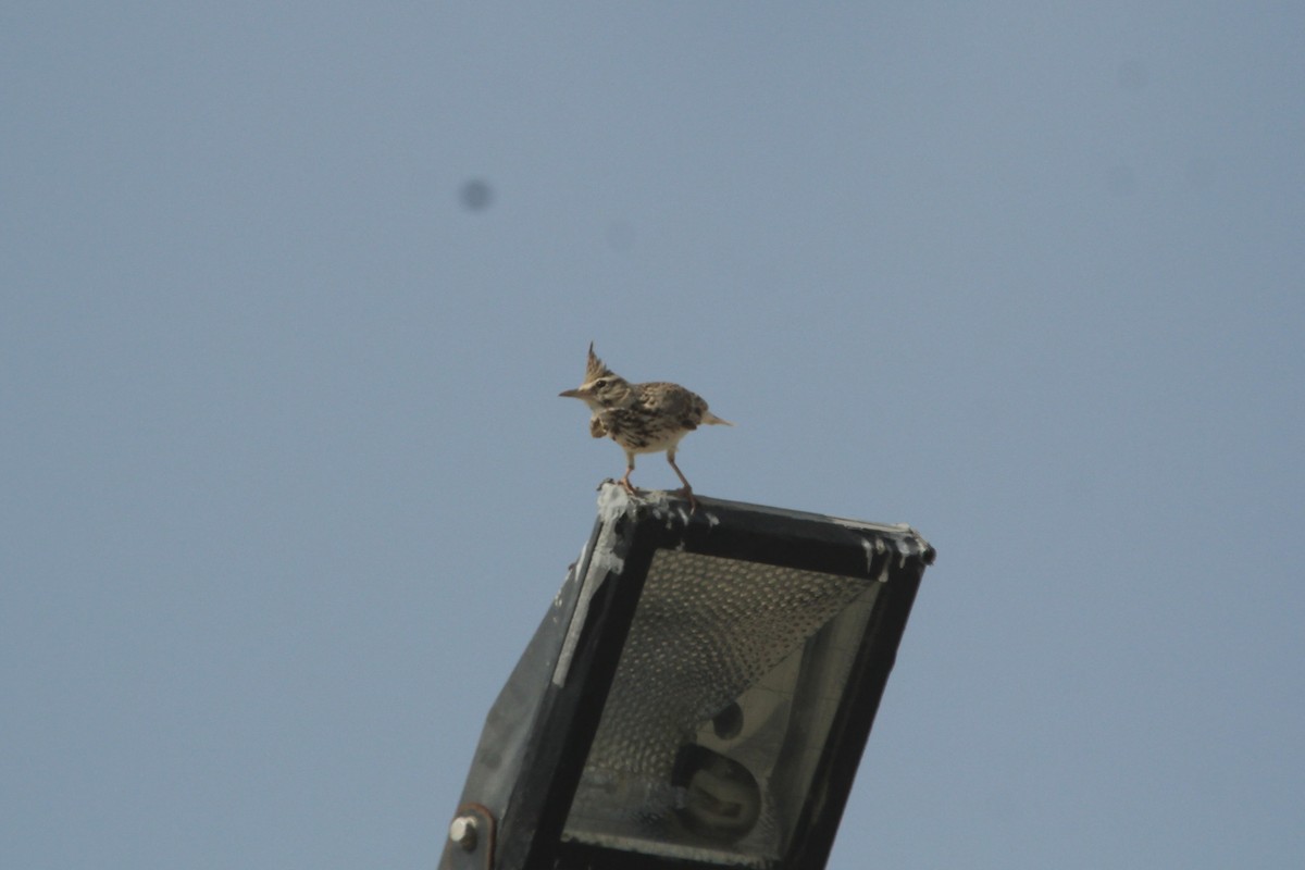 Crested Lark - ML610562824