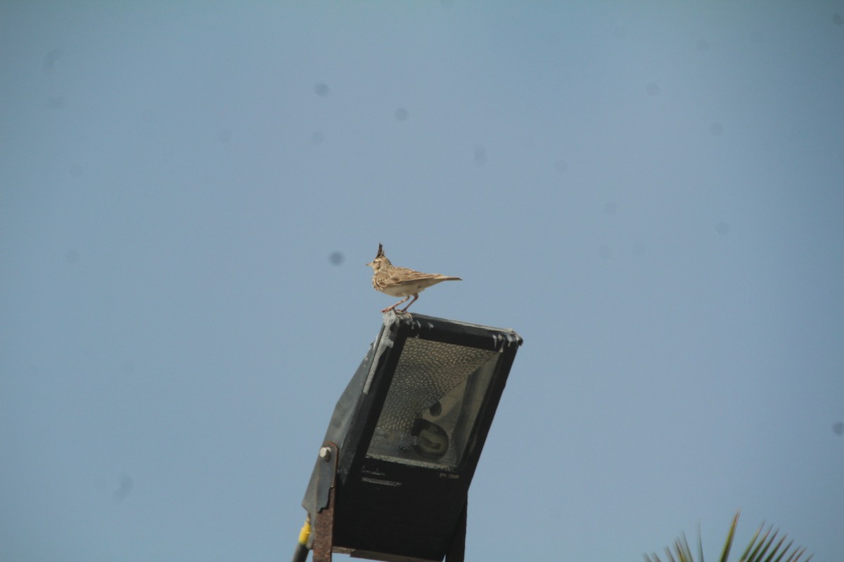 Crested Lark - ML610562828