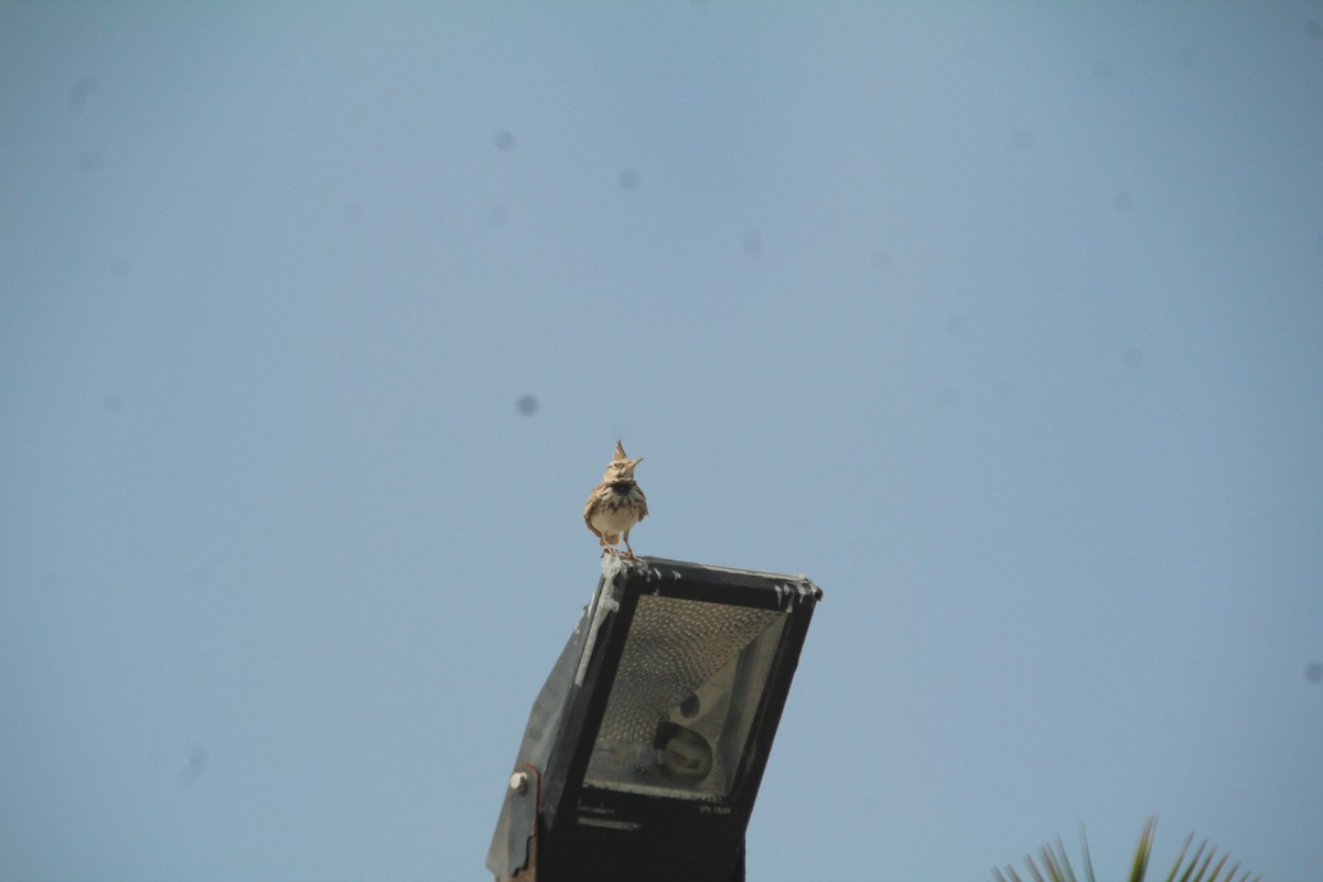 Crested Lark - ML610562829