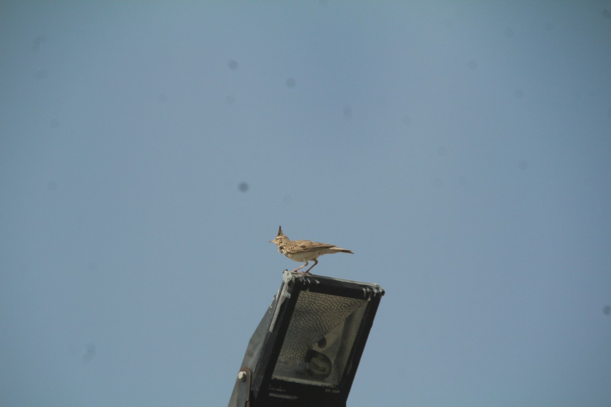 Crested Lark - ML610562832