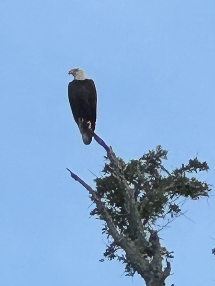 Bald Eagle - ML610562839