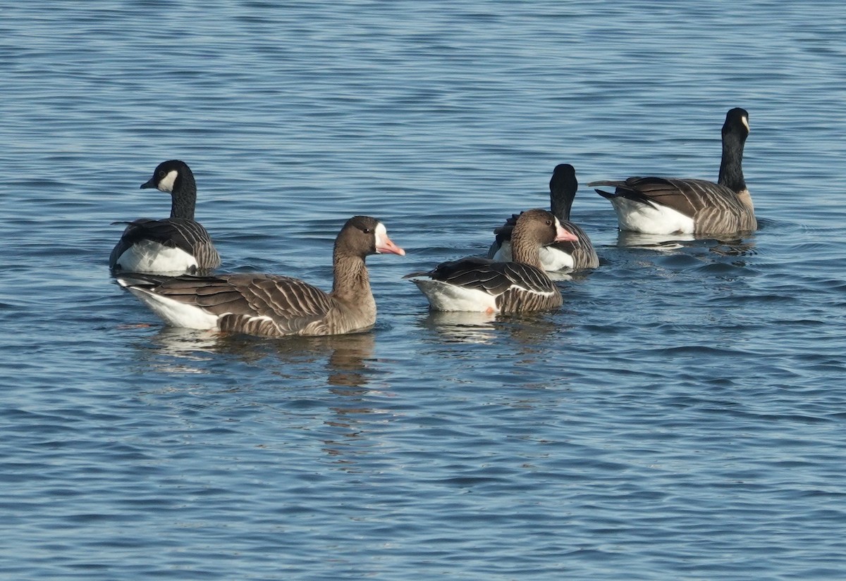 Greater White-fronted Goose - ML610562843