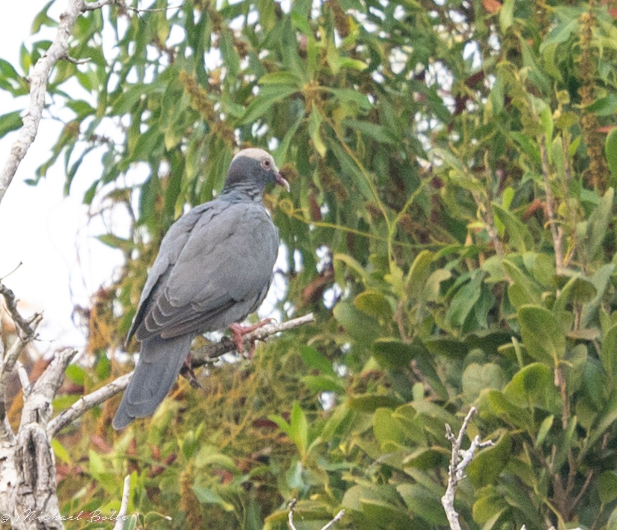 White-crowned Pigeon - ML610562892
