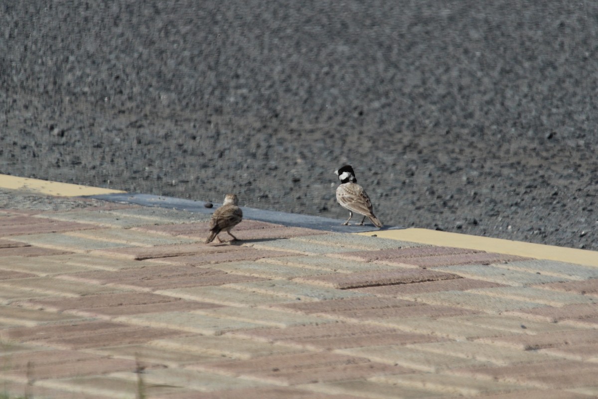 Black-crowned Sparrow-Lark - ML610562906