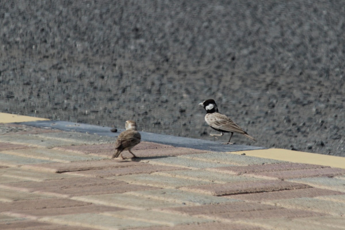 Black-crowned Sparrow-Lark - ML610562907