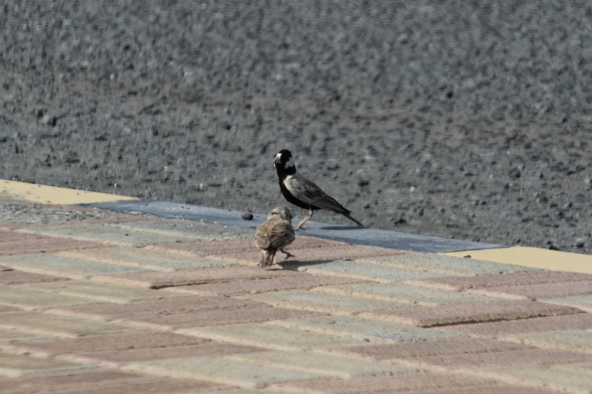 Black-crowned Sparrow-Lark - ML610562908