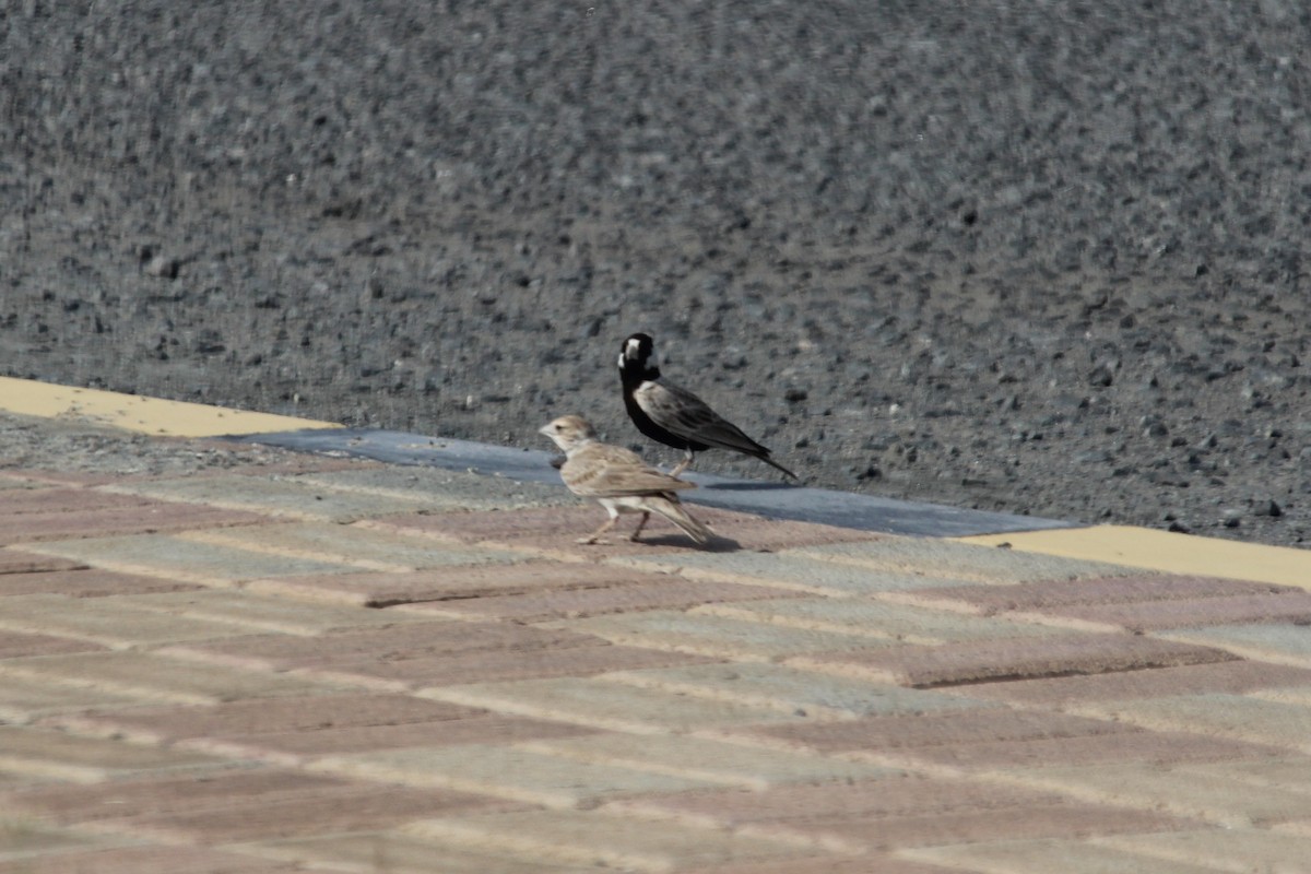 Black-crowned Sparrow-Lark - ML610562909