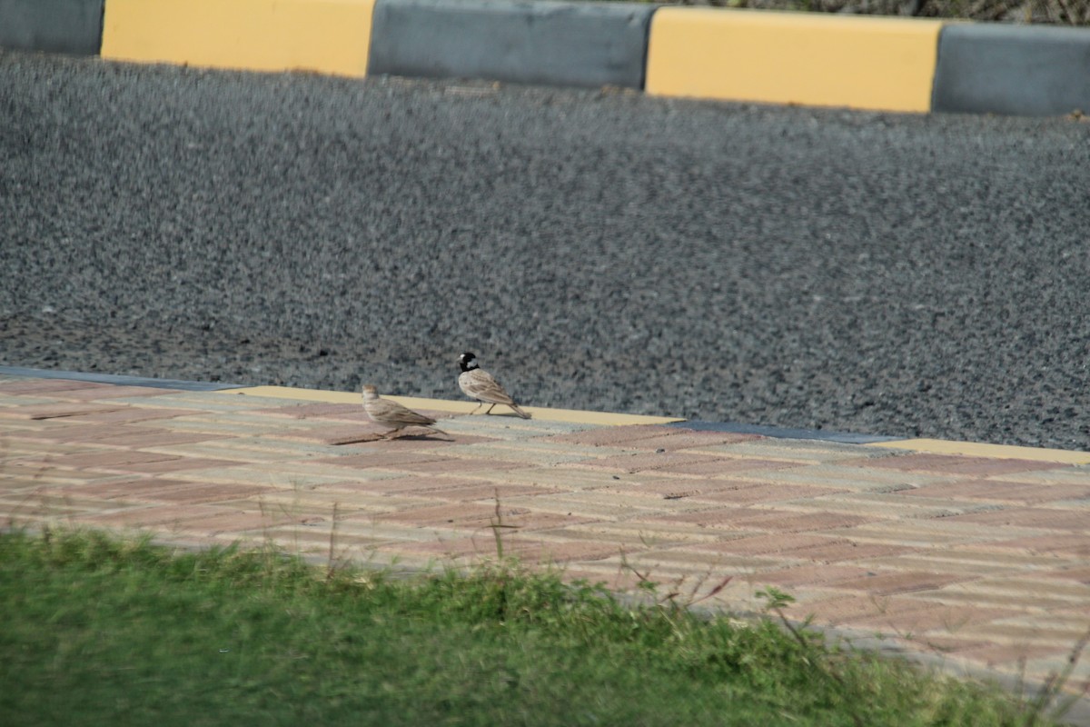 Black-crowned Sparrow-Lark - ML610562910