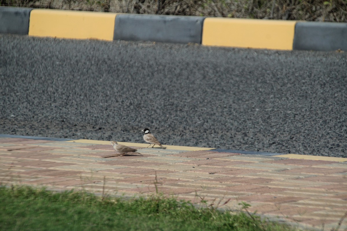 Black-crowned Sparrow-Lark - ML610562911