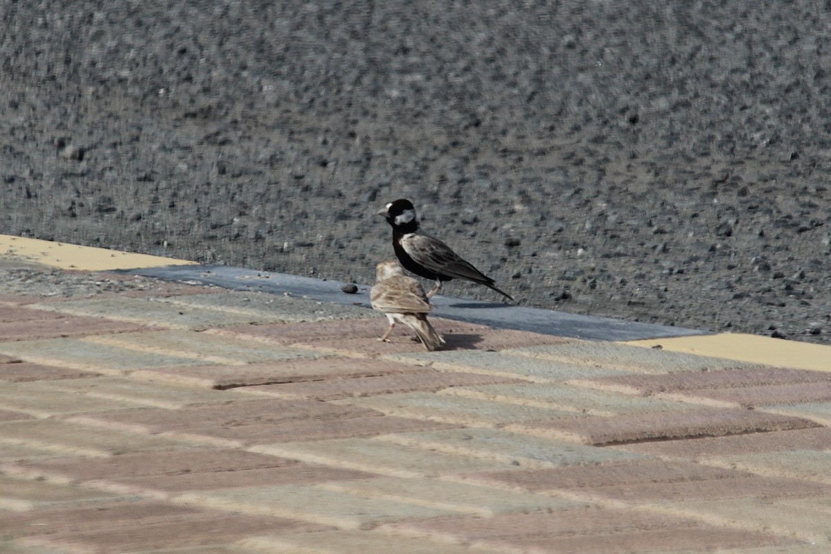 Black-crowned Sparrow-Lark - ML610562912