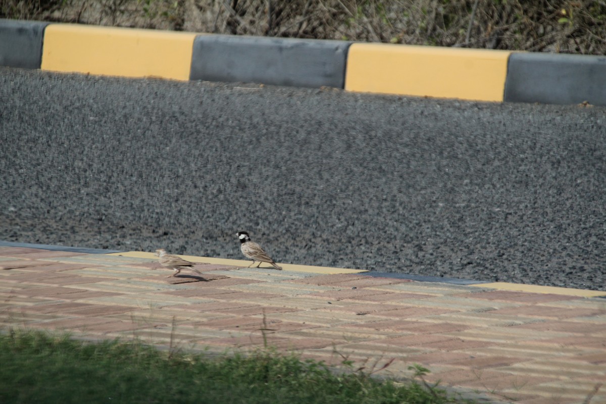 Black-crowned Sparrow-Lark - ML610562913