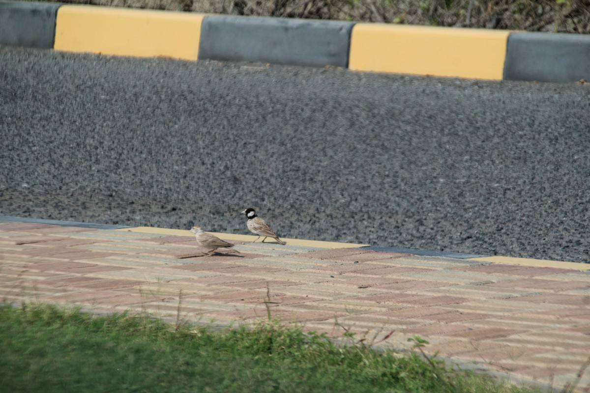 Black-crowned Sparrow-Lark - ML610562914