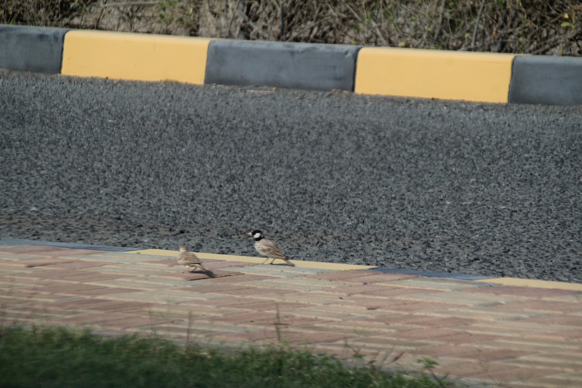 Black-crowned Sparrow-Lark - ML610562915