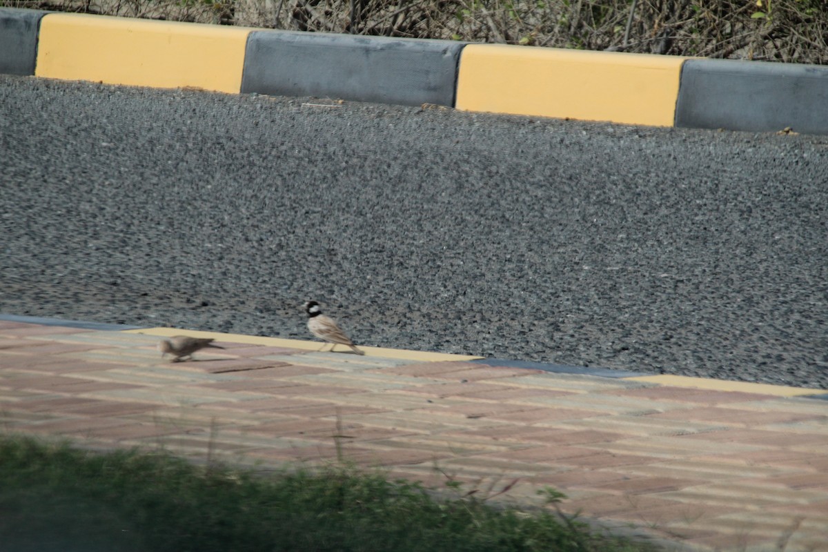 Black-crowned Sparrow-Lark - Ann Monk