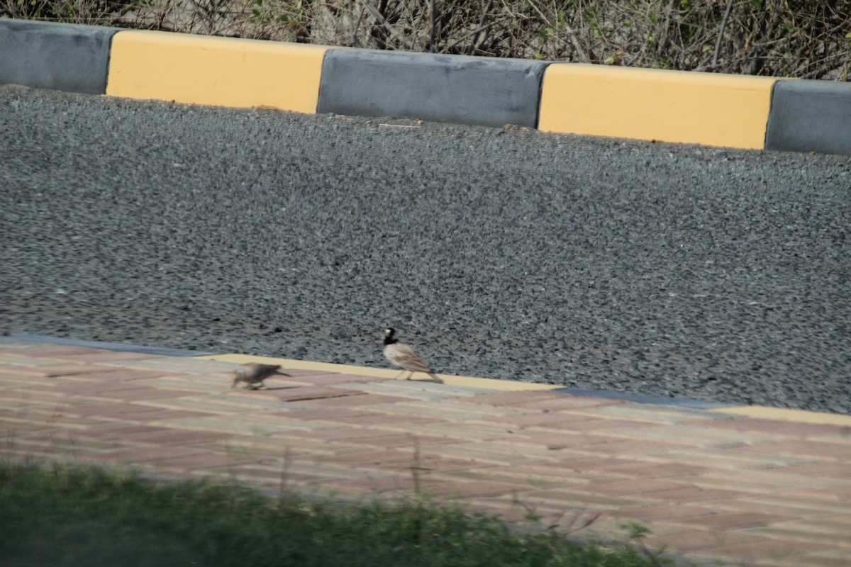 Black-crowned Sparrow-Lark - ML610562917