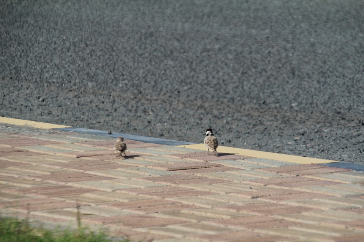 Black-crowned Sparrow-Lark - ML610562918