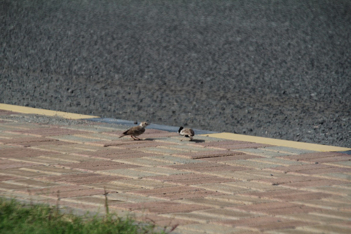 Black-crowned Sparrow-Lark - ML610562920