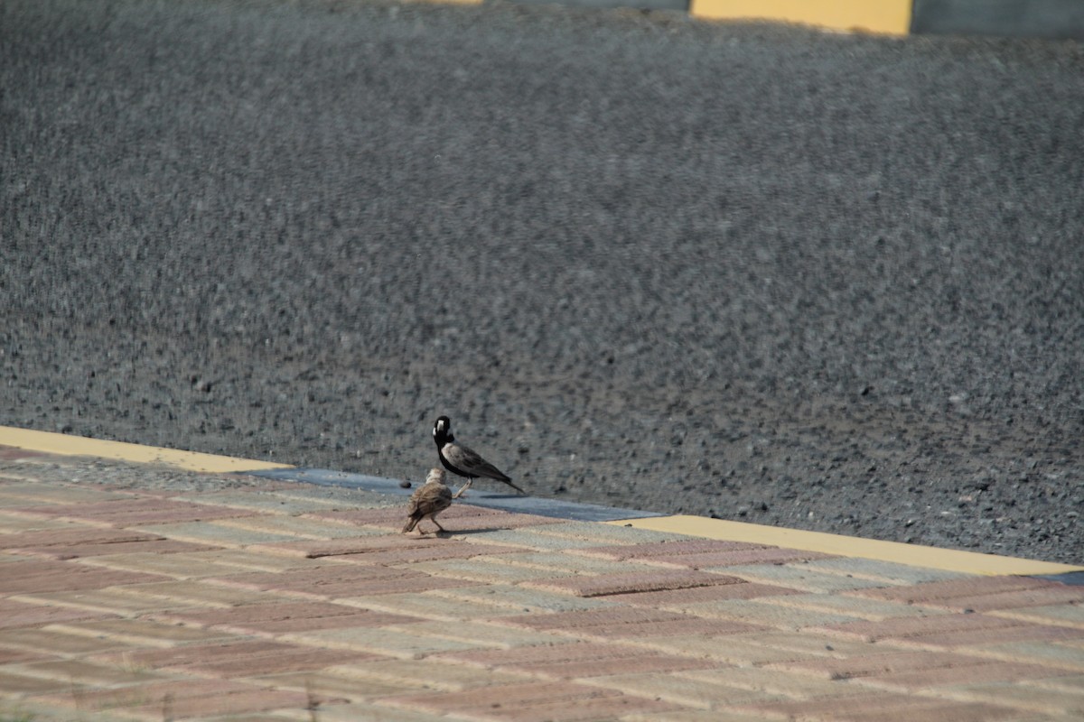 Black-crowned Sparrow-Lark - ML610562921
