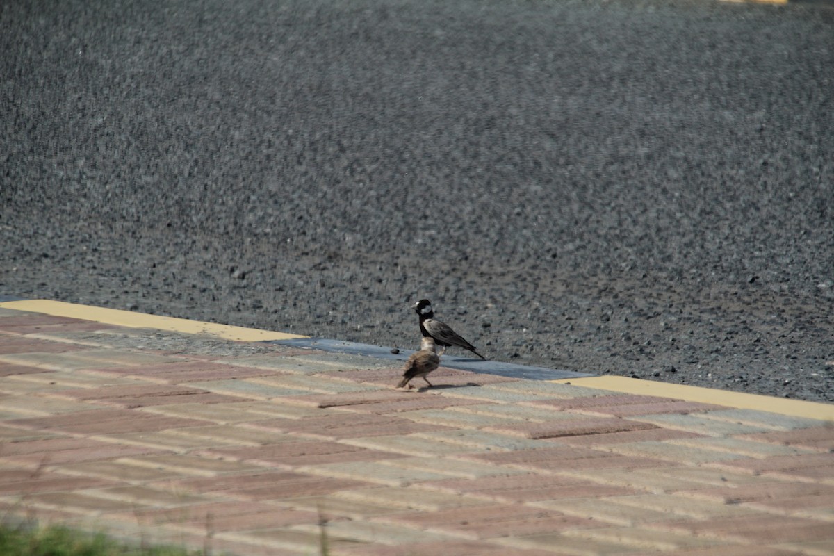 Black-crowned Sparrow-Lark - ML610562922