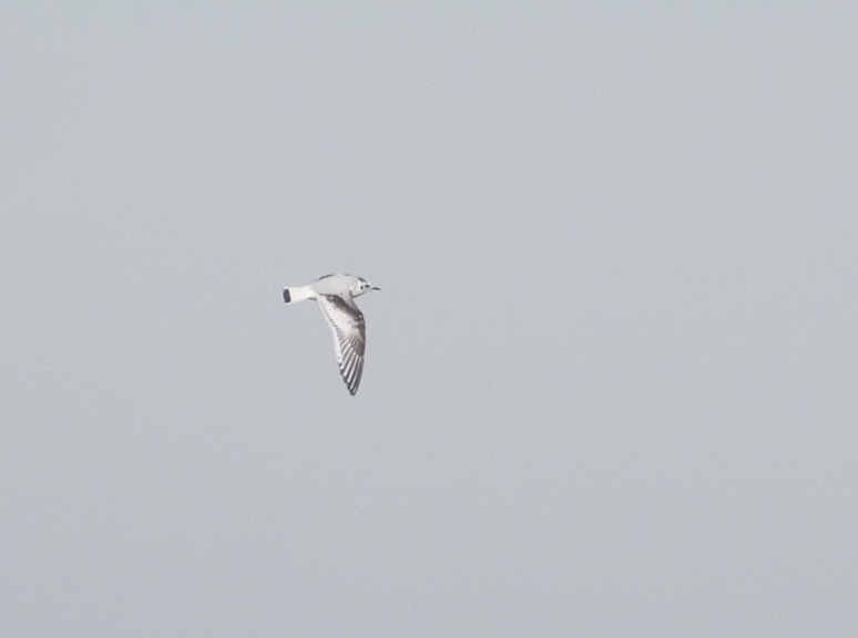 Little Gull - Štefan Granec